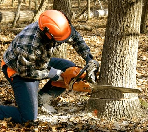 Tree Removal in Saint Marys, GA